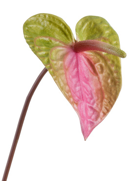 Антуриум зелёно-розовый