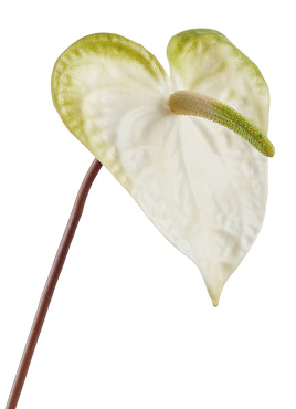 Антуриум бело-зелёный