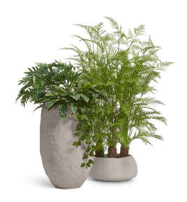 Сет № 30 - Композиция с Древовидным папоротником и зеленью в кашпо Treez Effectory Organic