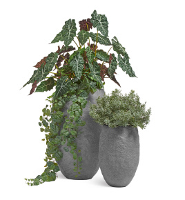 Сет № 57 - Композиция с Алоказией и Кроссостефиумом Миллер в кашпо Treez Effectory Organic