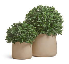 Сет № 98 - Композиция с уличными лаврами в кашпо Treez Effectory Fine Rock