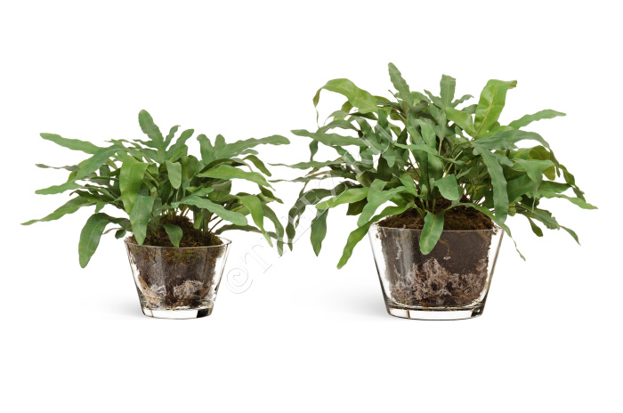 "Rabbit Foot" в стеклянной вазе с мхом, корнями, землёй фото