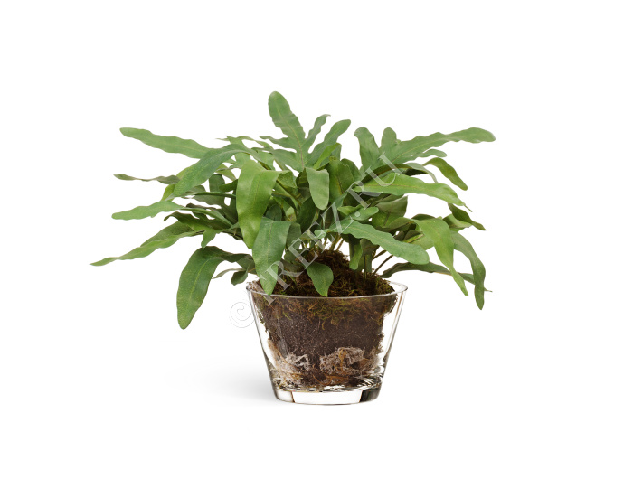 "Rabbit Foot" в стеклянной вазе с мхом, корнями, землёй фото