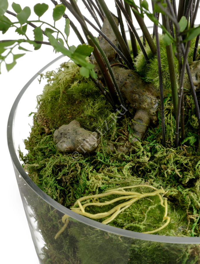 Папоротник Адиантум большой в стекле с мхом, корнями, землёй фото