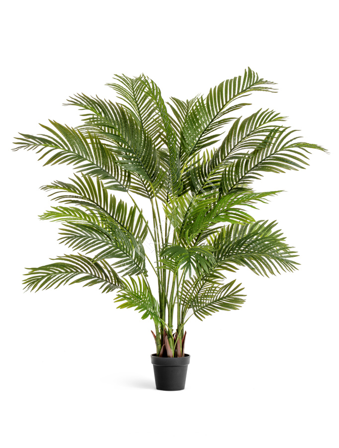 Пальма Арека Хризалидокарпус фото