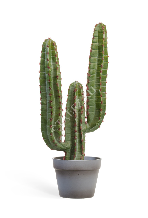 Кактус Цереус Мексиканский фото