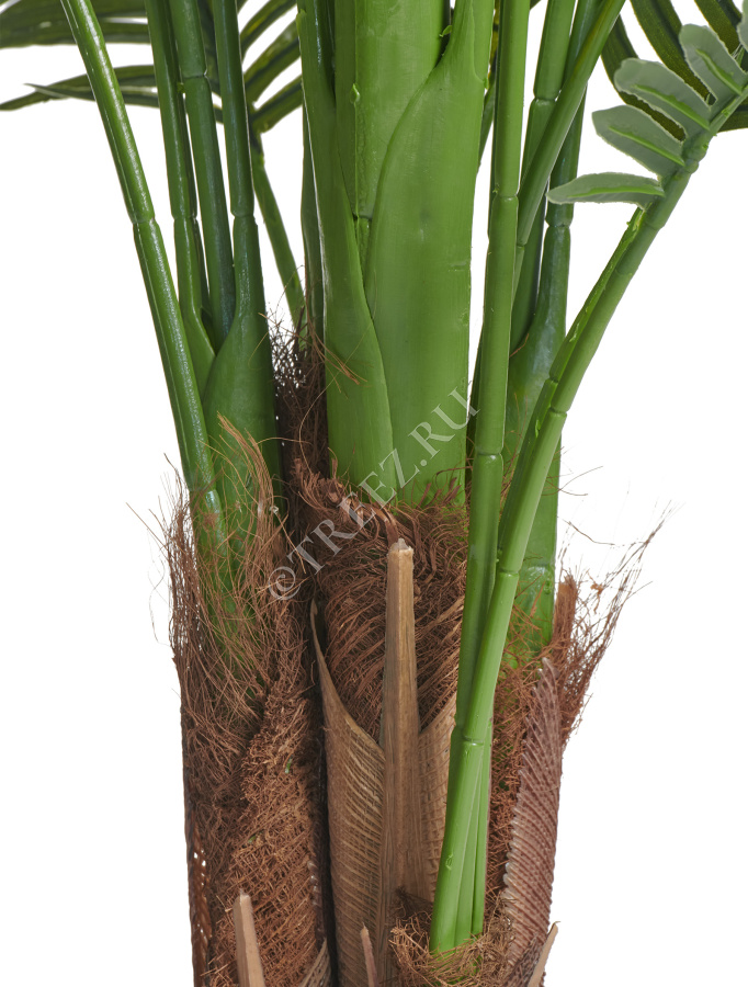 Пальма Арека Хризалидокарпус New фото