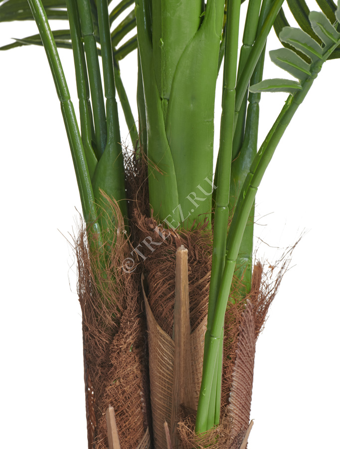 Пальма Арека Хризалидокарпус New фото