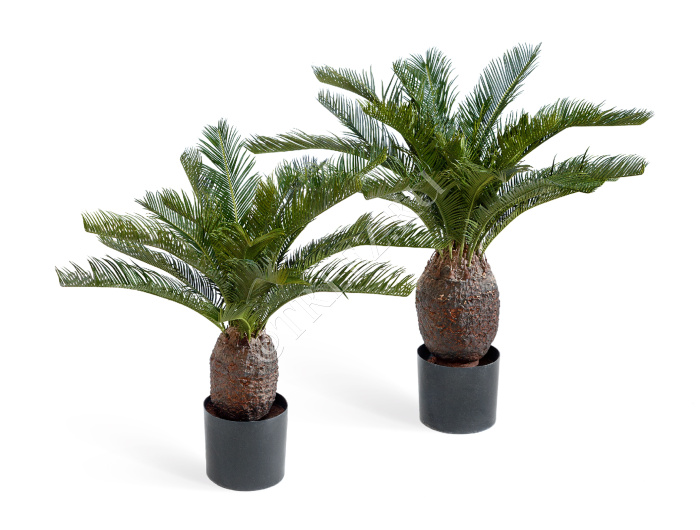 Пальма Цикас 65 и 70 см фото