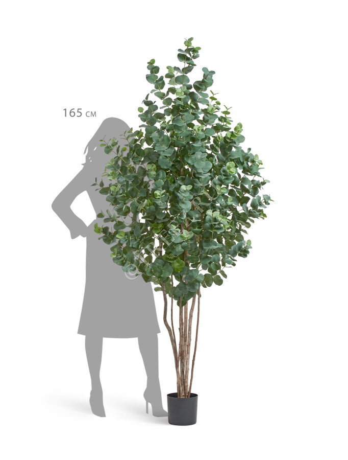 Эвкалипт серебристый многоствольный фото