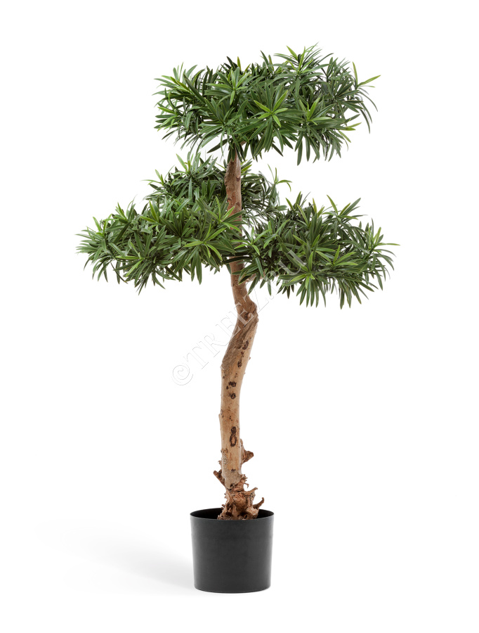 Подокарпус Элит фото