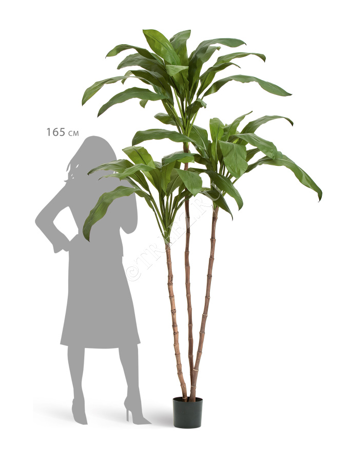 Кордилина Фрутикоза зелёная фото