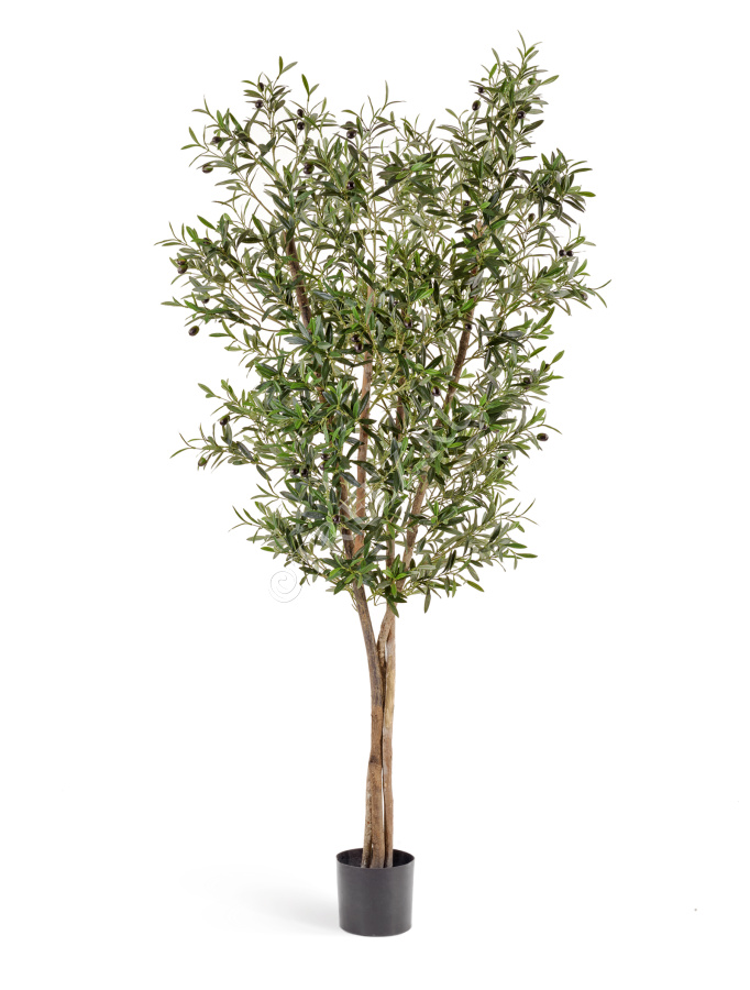 Олива Нэйчерел с плодами фото