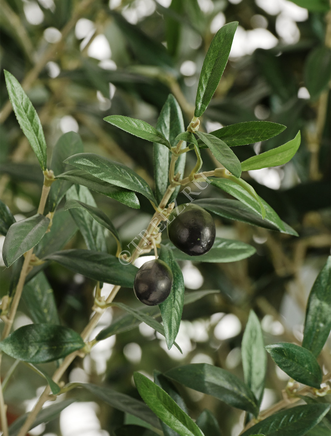 Олива Олден на толстом стволе фото