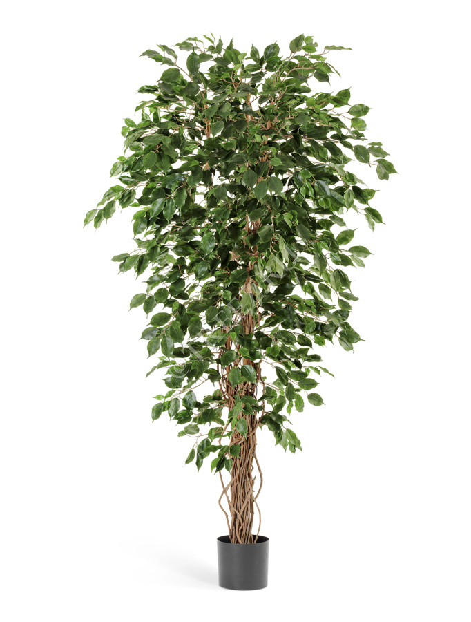 Фикус Бенджамина Лиана фото