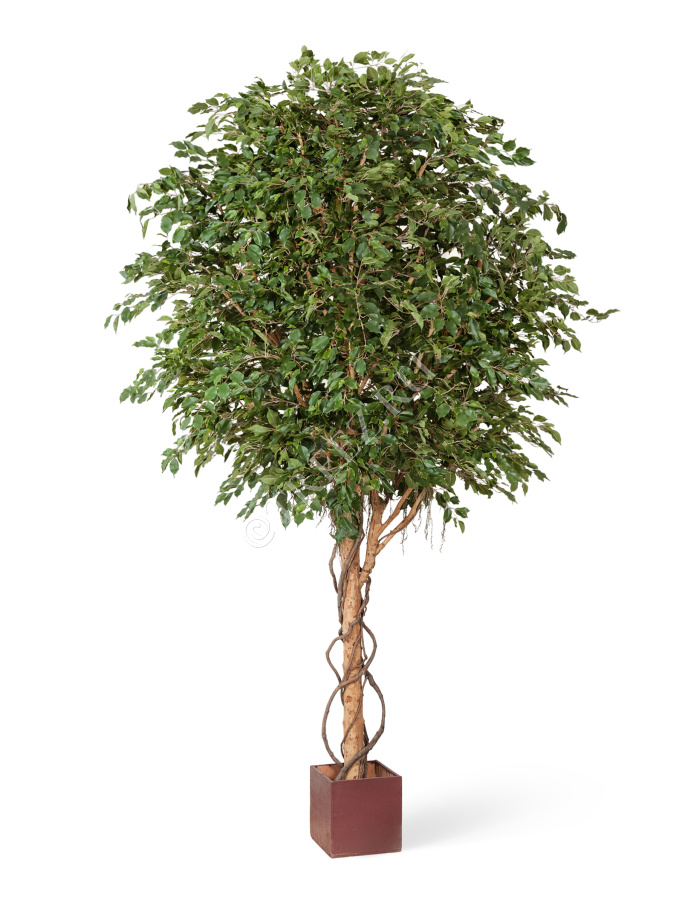 Фикус Бенджамина Гигантский фото