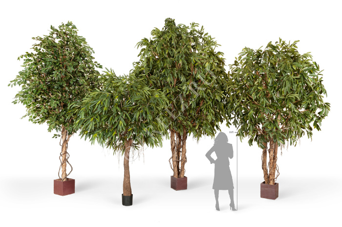 Фикус Бенджамина Гигантский фото