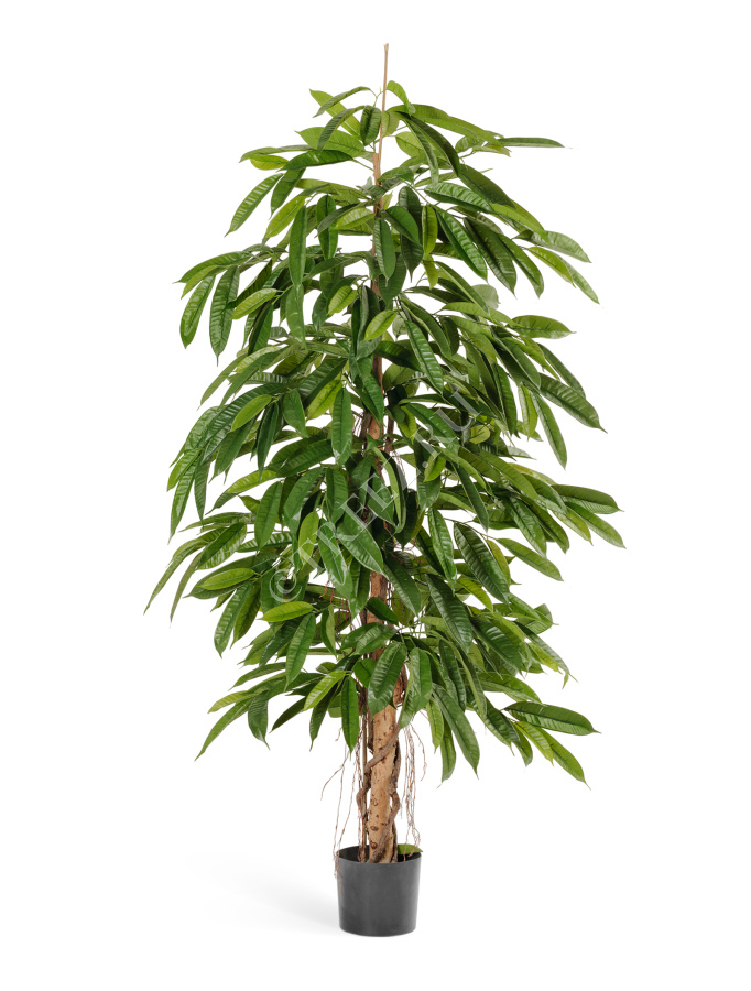 Лонгифолия широколистная фото