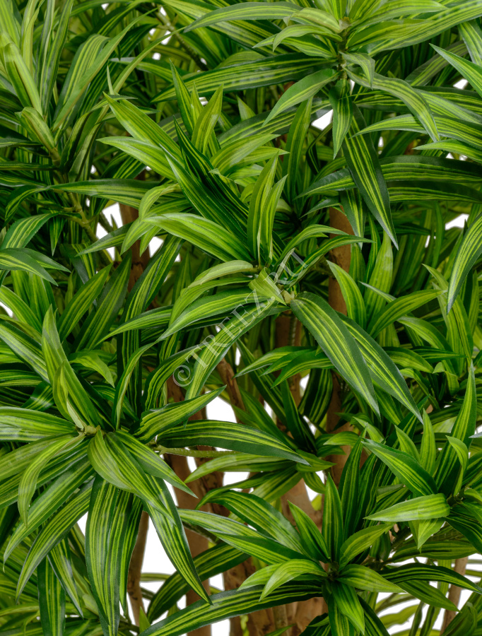 Драцена Рефлекса Ямайка фото