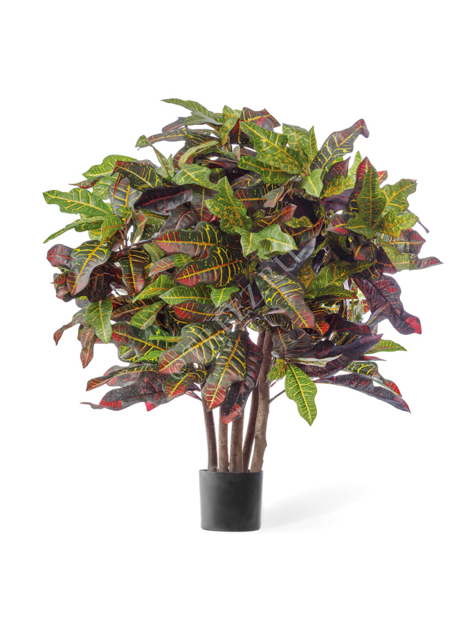 Кротон Шар фото