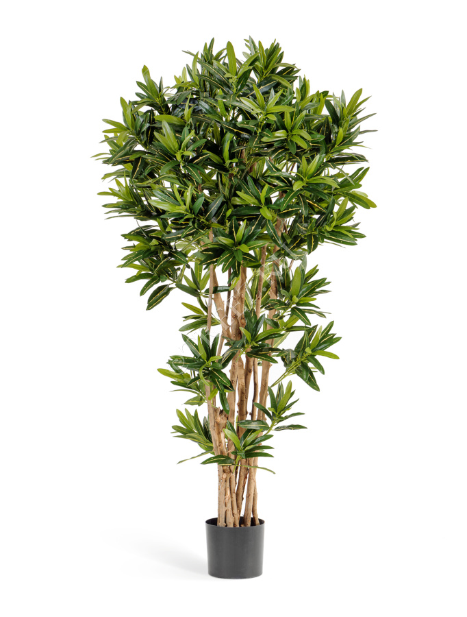 Кротон Голдфингер Рефлекса фото