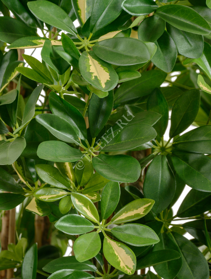 Шеффлера колонновидная пёстрая 180 см фото