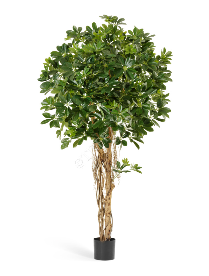 Шеффлера зонтичная зелёная фото