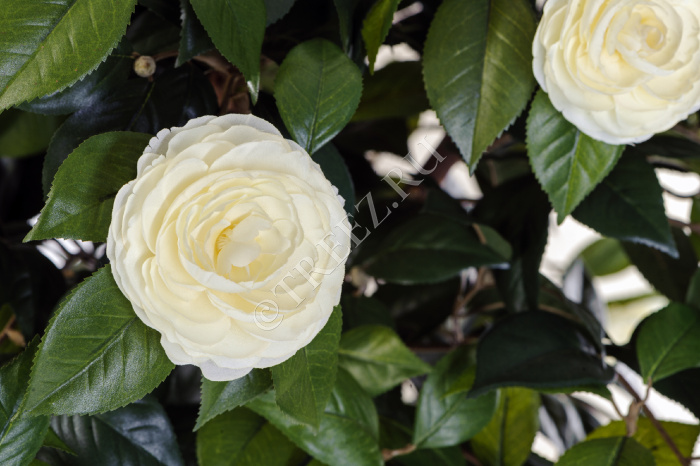 Камелия на штамбе кремовая фото