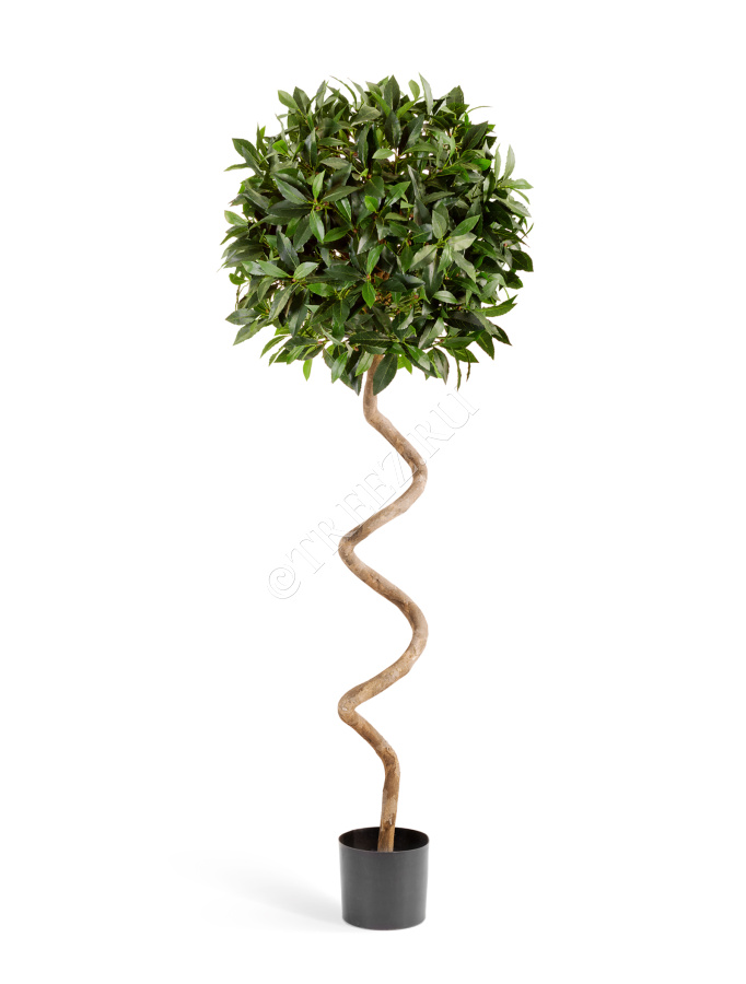 Лавр шар спираль в-150 см д-50 см фото