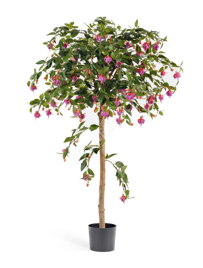 Фуксия зонтичная 140 см фото