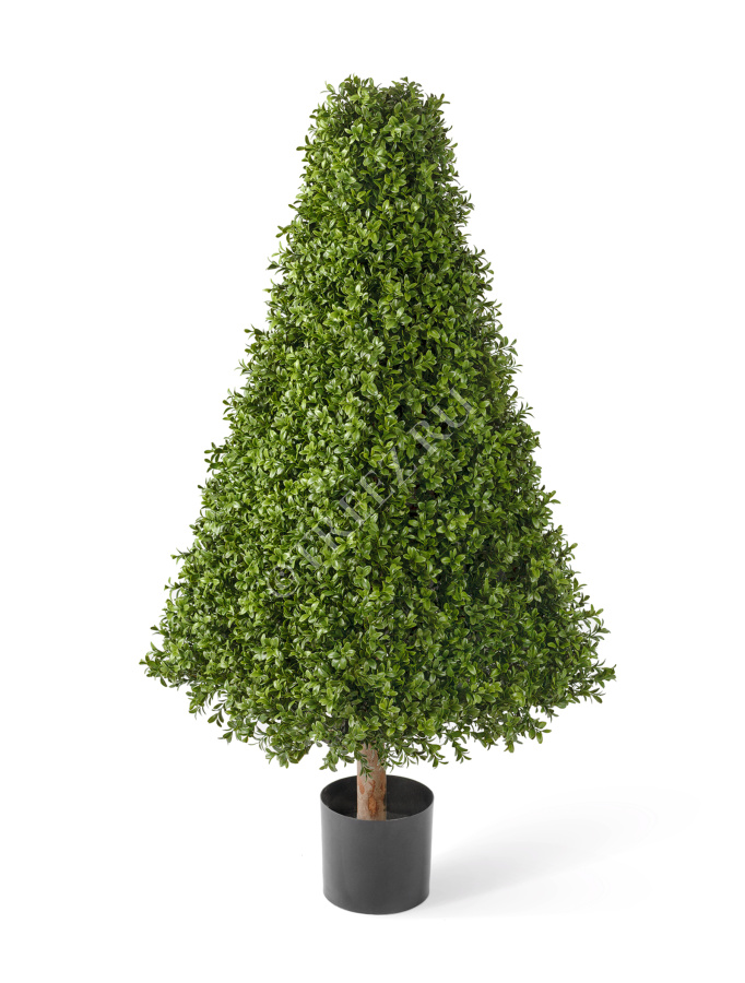 Самшит-пирамида уличный на каркасе фото