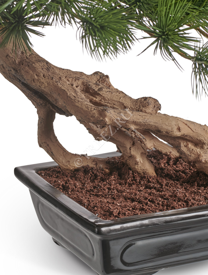 Бонсай стелющийся Сосна Японская белая Негиши в керамическом кашпо фото