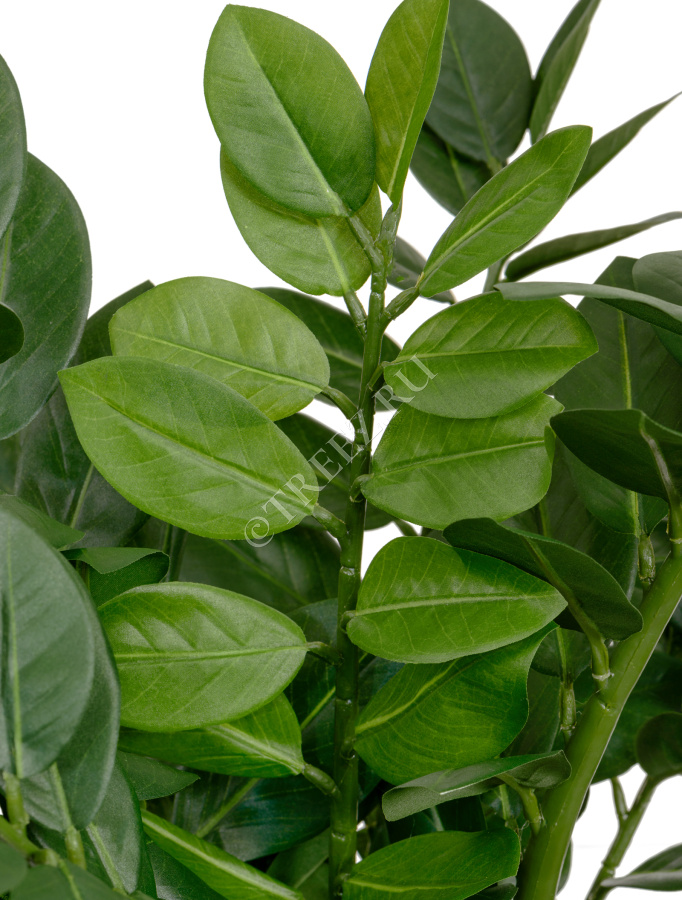 Замиокулькас кустовой Мидл фото