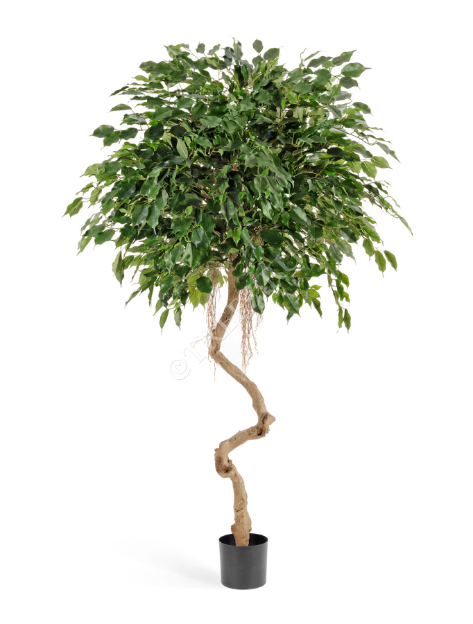 Фикус Бенджамина на забавном стволе фото