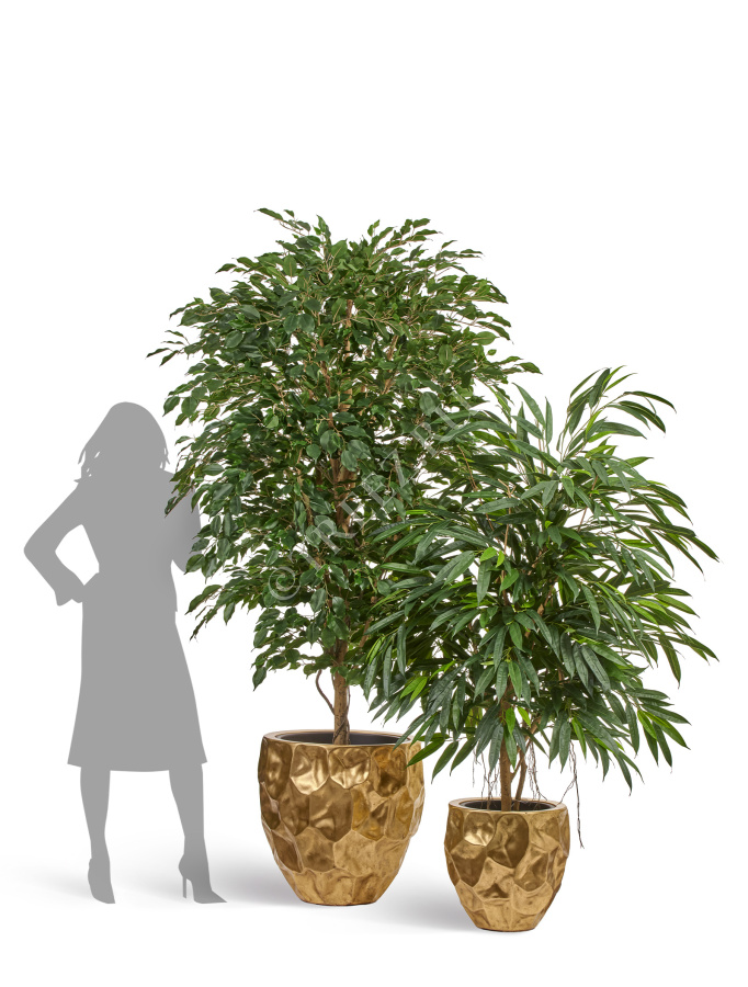 Лонгифолия Роял фото