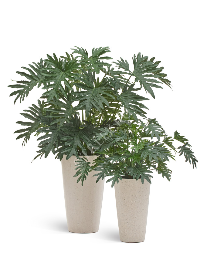 Филодендрон Ксанаду Мидл куст фото