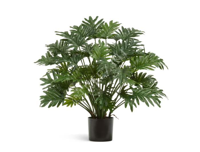 Филодендрон Ксанаду Мидл куст фото