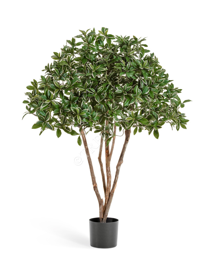 Эонимус (Бересклет) Японский зонтичный фото