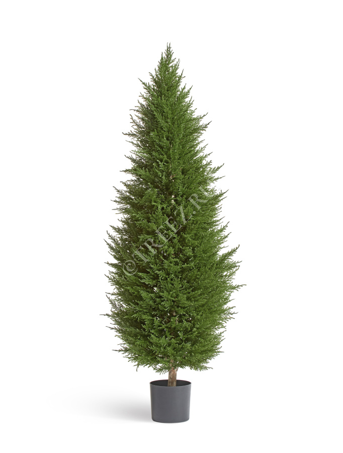 Кипарис Тауэр Элегант уличный фото