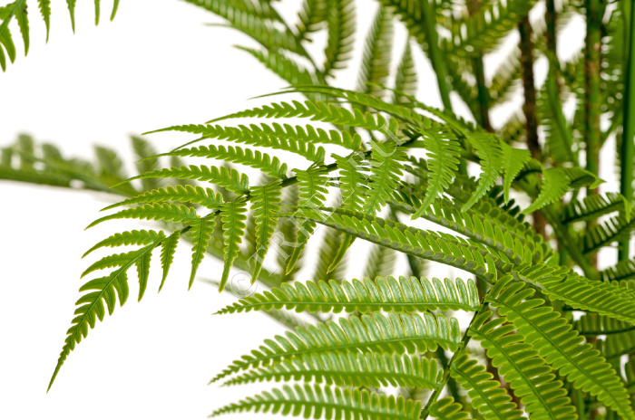 Папоротник Форест древовидный фото