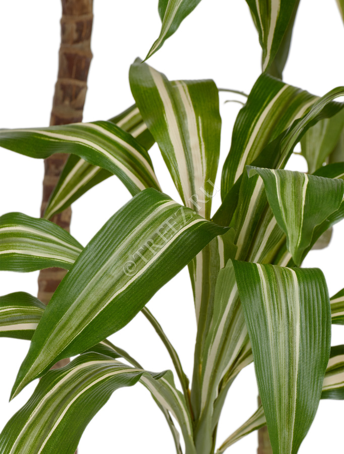 Драцена Джанет Крейг бело-зелёная фото