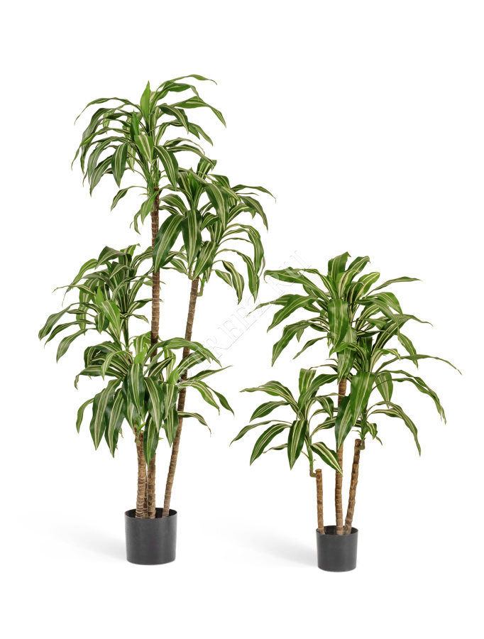 Драцена Джанет Крейг бело-зелёная фото