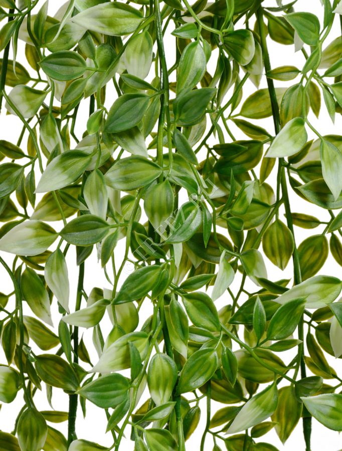 Традесканция бело-зелёная фото