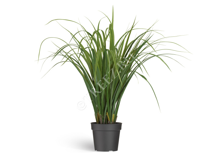 Лемонграсс трава зелёная в горшке фото