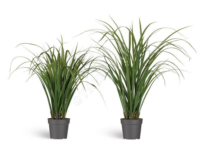 Лемонграсс трава зелёная высокая в горшке фото