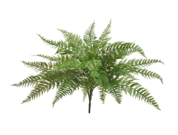 Папоротник Вудвардия фото