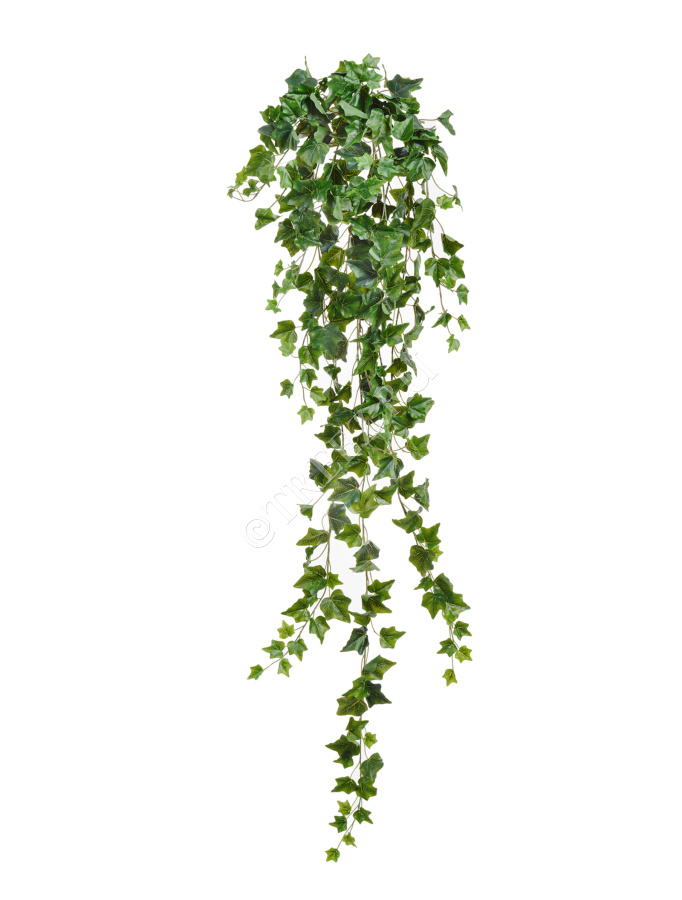 Английский плющ Олд Тэмпл зелёный фото