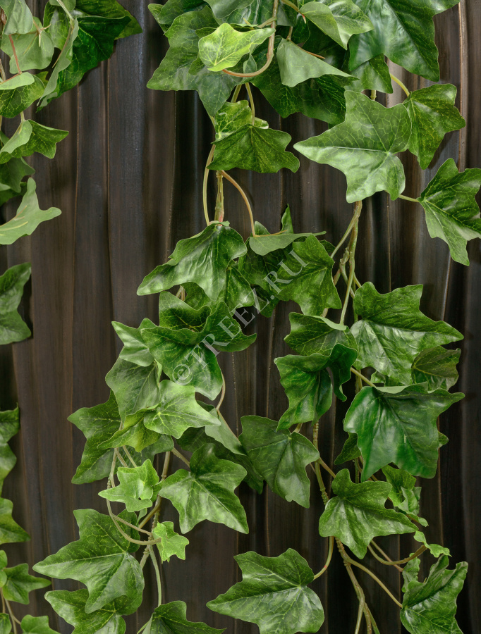 Английский плющ Биг Олд Тэмпл крупнолистный зелёный фото
