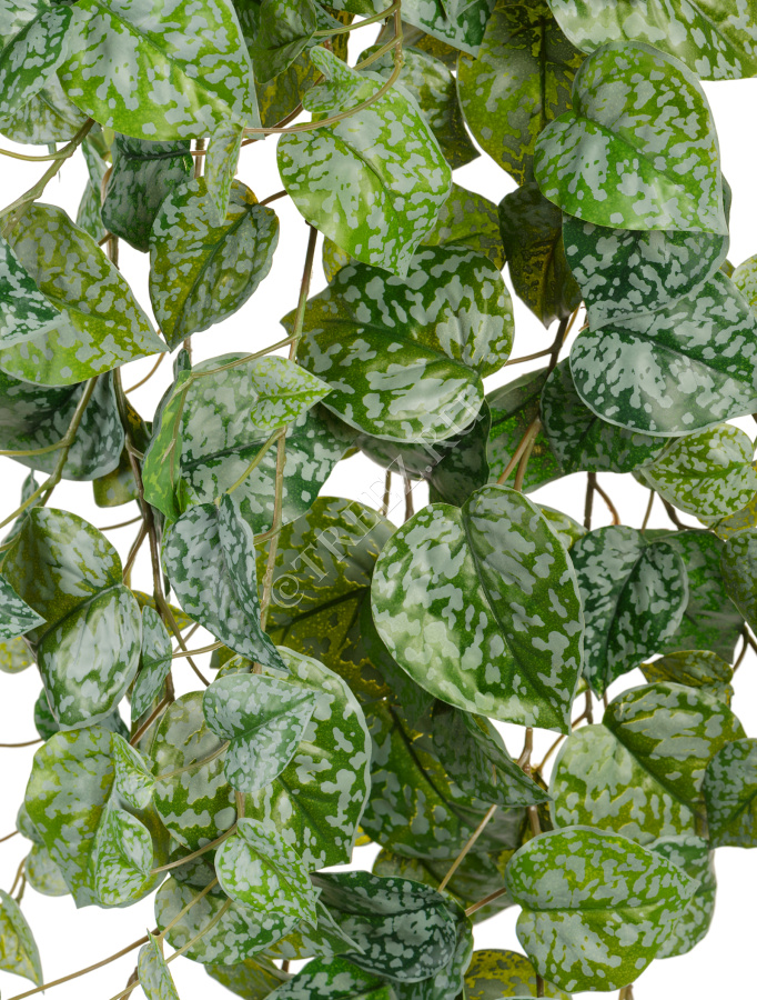 Сциндапсус Пиктус серебристо-зелёный фото