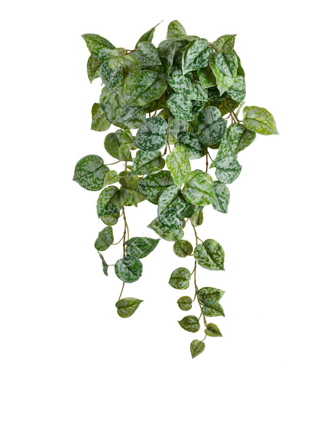 Сциндапсус Пиктус серебристо-зелёный фото